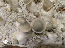 Cubensis Haole shrooms by Mycelia P