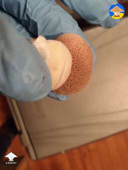 Koh Samui Super Strain Squats mushroom. Those gills are insane
