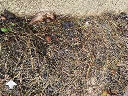 Experiment - successfully have grown psilocybe cubensis Tidal Wave outside next to my back porch