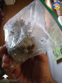 Little update on the cake I put outside in a bag because I thought it had contamination. Looks to be doing pretty good #2