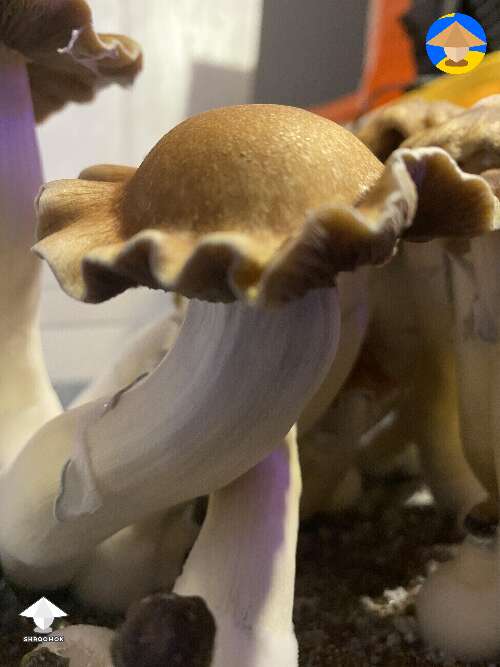 Psilocybe Cubensis Tidal Wave magic mushrooms