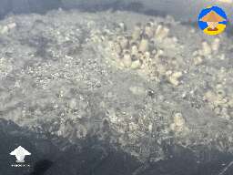 Does this look like cobweb mold?