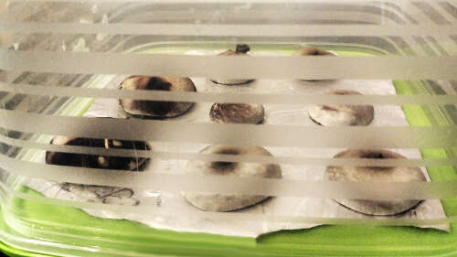 How to make spore print