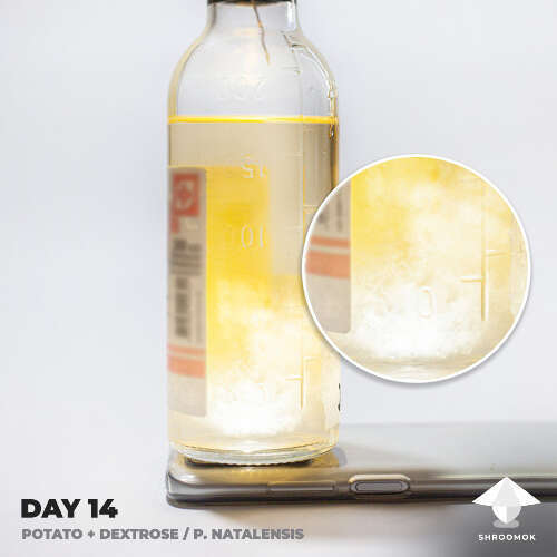 P. Natalensis liquid culture - 14 days later