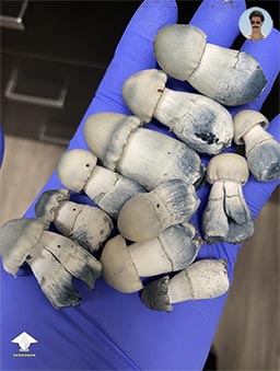 APE shrooms