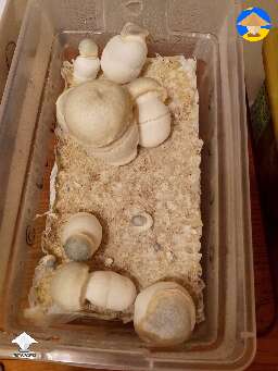 Albino Penis Envy shrooms
