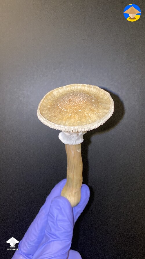 Chupacabra mushroom