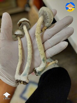 First time growing Albino A+ mushrooms - first flush 370g