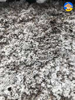 Mushroom pinning #2