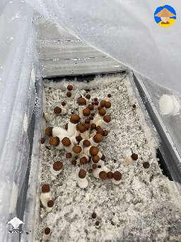 Not sure when to harvest Penis Envy mushrooms. Any tips? 
