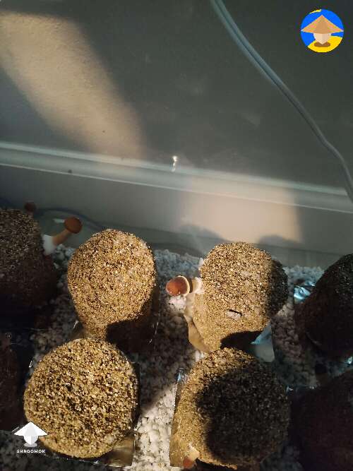 PF tek mushroom growing 