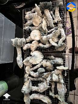 Rich harvest Cubensis Jack Frost magic mushrooms #3