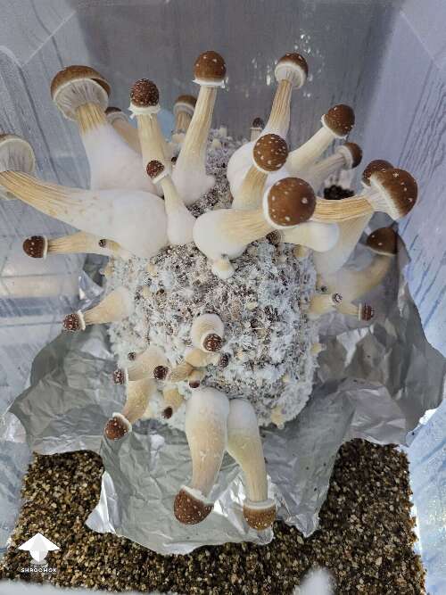 Stargazer little baby mushrooms