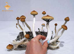Psilocybe mushrooms growing golden teacher