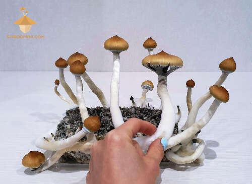 Psilocybe mushrooms growing golden teacher