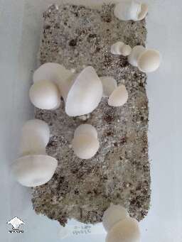 Haole mushroom fruiting - shoebox tek