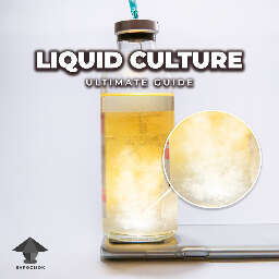 Mushroom liquid culture ultimate guide