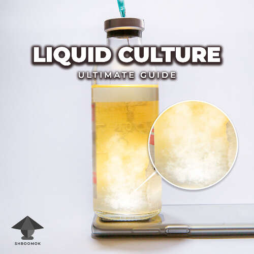 Mushroom liquid culture ultimate guide