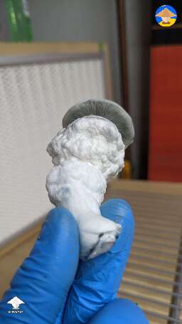 Roger Rabbit mushrooms harvest #3