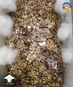 Anyone got a contamination ID on this caramel corn looking something I got over here