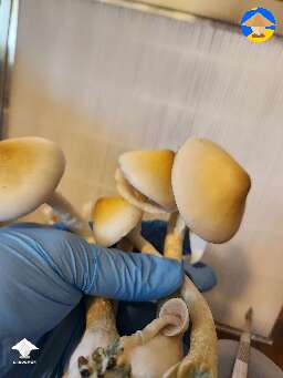 Yellow Umbo mushrooms growing and harvest