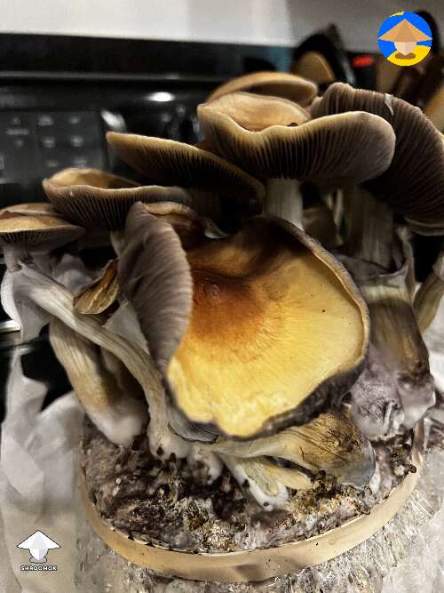 Cubensis Juke's Peak magic mushrooms ready for harvesting