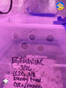 Notice the holes in tub and the happy shroom campers #2
