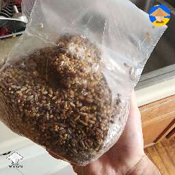 JMF has multiple baseball size mycelium clumps growing