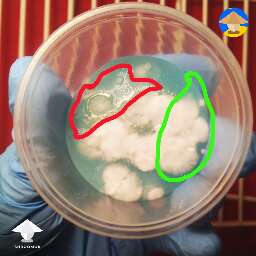 bacterial contamination on agar (red) and heathy areas for transfer on agar (green)