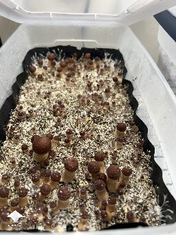 B+ mushrooms coming in