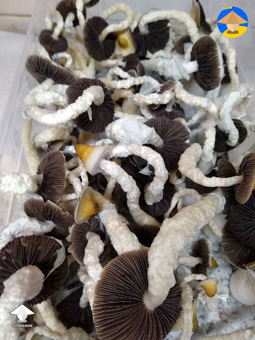 Nice flush of Yellow Umbo mushrooms