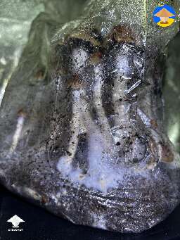 Tidal Wave mushrooms growing in bag