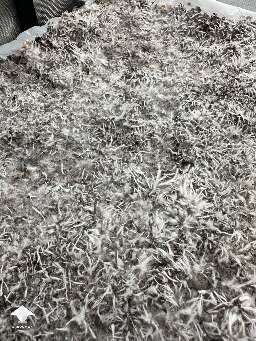Mycelial cords - rhizomorph root-like mycelium