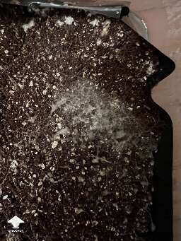 Gray mycelium appeared - cobweb contamination? #3