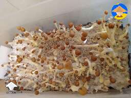 More shrooms