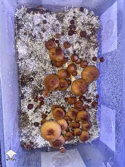 Cubensis Z strain magic mushrooms fruiting