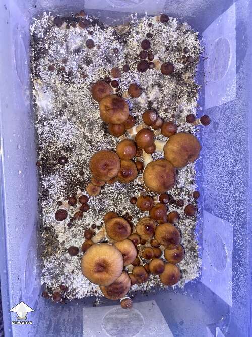 Cubensis Z strain magic mushrooms fruiting
