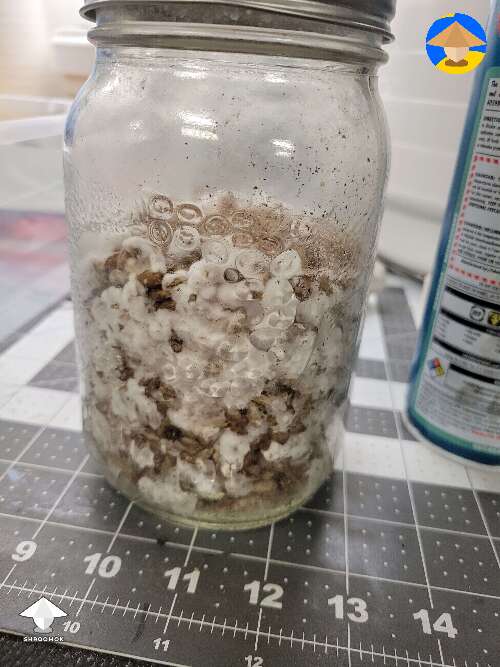 Did a lid swap of the uncolonized spawn jar. It blow up with the change from the syringe filter to the filter patch