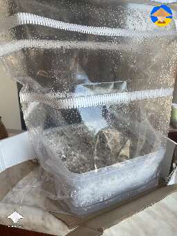 13 days now, but I don't see any mycelium growth and pins. When should I start seeing pins? #3