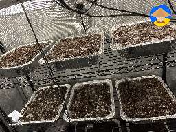 Grow tent today