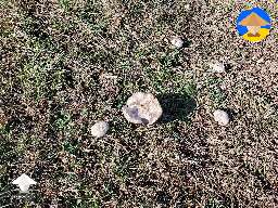 Found these mushrooms. Anybody know what is this?