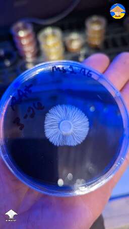 Finally got my first uniform looking agar plate