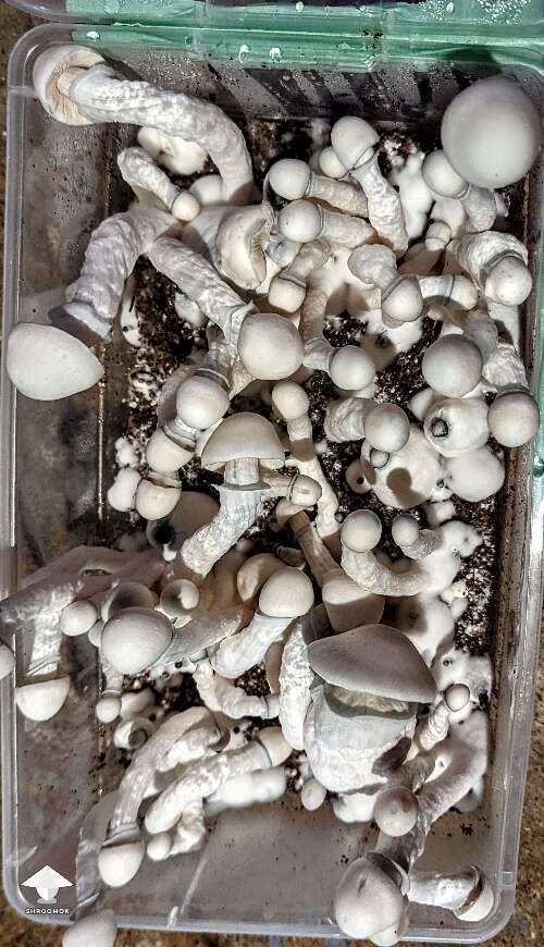 Psilocybe Cubensis Albino A+ magic mushroom growing #3