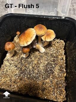 Golden Teacher flush 5