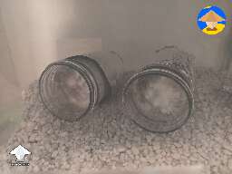 Lions Mane jars for fruiting