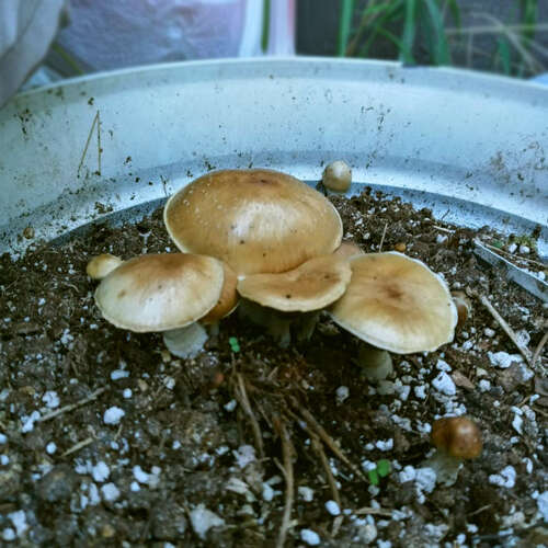 Magic mushrooms growing in plant pot outdoor