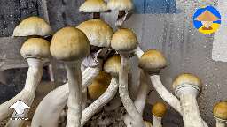 Tidal Wave mushrooms in 52 quarts tub, flush 5, mix of rye milo sorghum for spawn