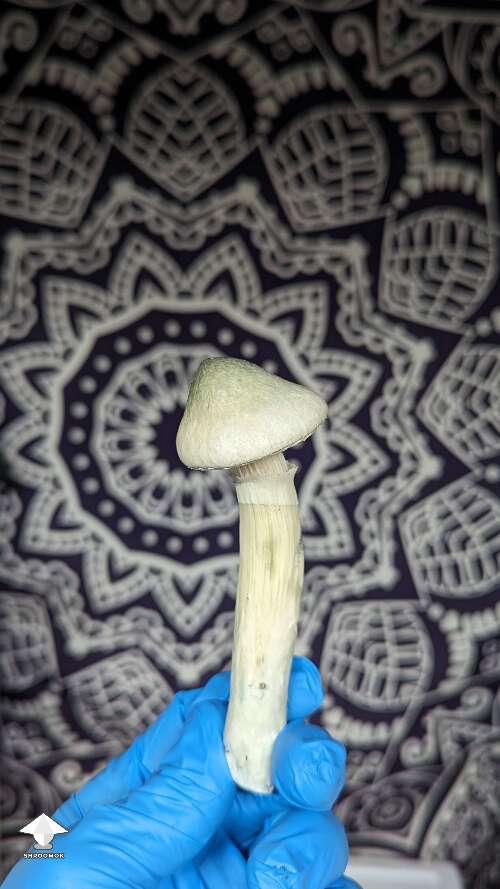 Harvested some BAPER mushrooms