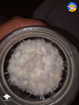 Is it contam? Or aggressive tomentose mycelium? Blue Magnolia Classic