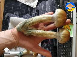 95 grams magic shroom Z strain